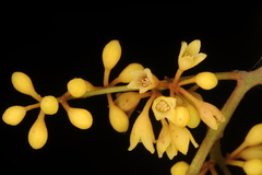 Gymnacranthera canarica